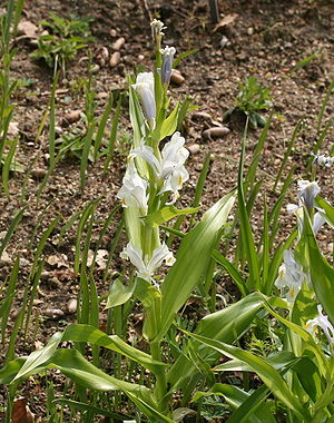 Stor Iris (Iris magnifica)