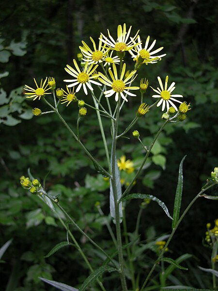 File:Jacobaea paludosa flower (04).jpg