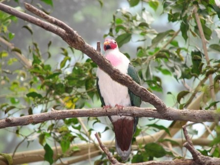 Jambu Fruit Dove.JPG