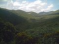 Cistus ladanifer habitat (Jaral) in "Las Lagunillas" Sierra Madrona, Solana del Pino (Spain).