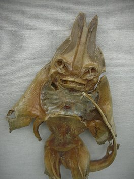 Close-up of dried ray or skate