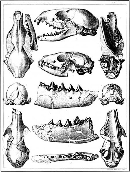 Illustration plate from Cope's The Vertebrata of the Tertiary Formations of the Far West, featuring the skulls of Canidae from the "John Day Epoch" in