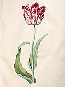 Do livro de tulipas (1643)
