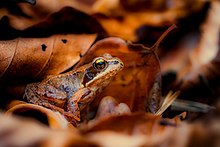 Common frog camouflaged in autumn leaves. Junger Grasfrosch (Rana temporaria) in Buchenlaub im Naturpark Pfalzerwald.jpg