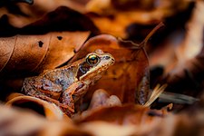 Young common frog (Rana temporaria) in beech leaves in the Palatinate Forest Nature Park Photograph: Stephan Sprinz