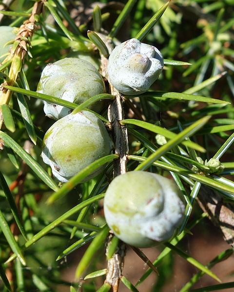 File:Juniperus rigida - Stanley M. Rowe Arboretum - DSC03343.JPG