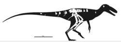 Yuratyrant ma'lum elementlar skeletal.png