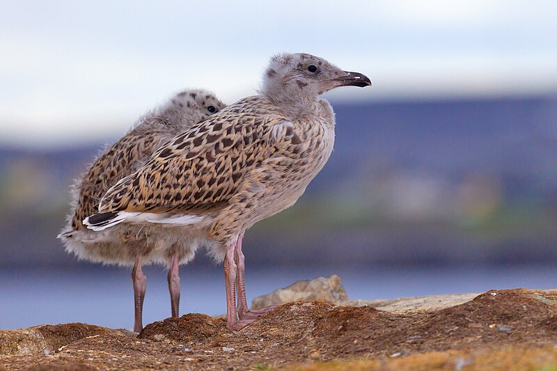 File:Juvenile Herring Gull2.jpg