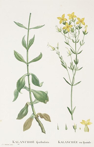 File:Kalanchoe spathulata Candolle-Plantarum Historia Succulentarum-Band2-Tafel65.jpg