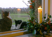 An illumination placed in the window of a home at the start of Advent Kalenderlys.jpg