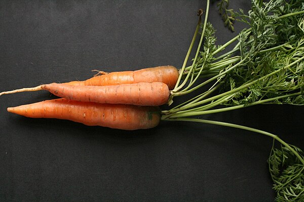 The edible, orange part of the carrot is its taproot