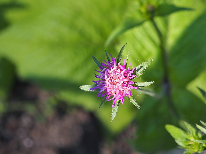 File:Knautia drymeia Świerzbnica dębinowa 2021-06-02 02.jpg