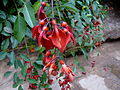 Erythrina crista-galli Korallenstrauch Brasilien (Fabaceae)