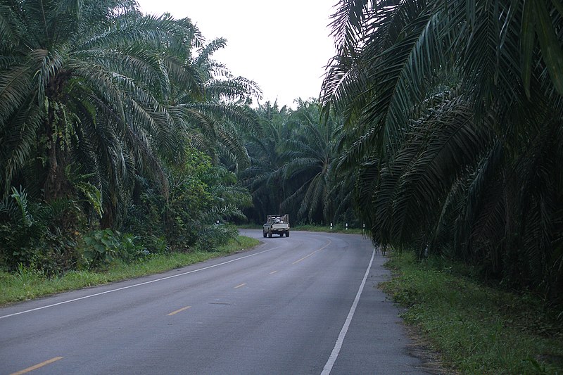 File:Krabi, Road with pallms, Thailand.jpg