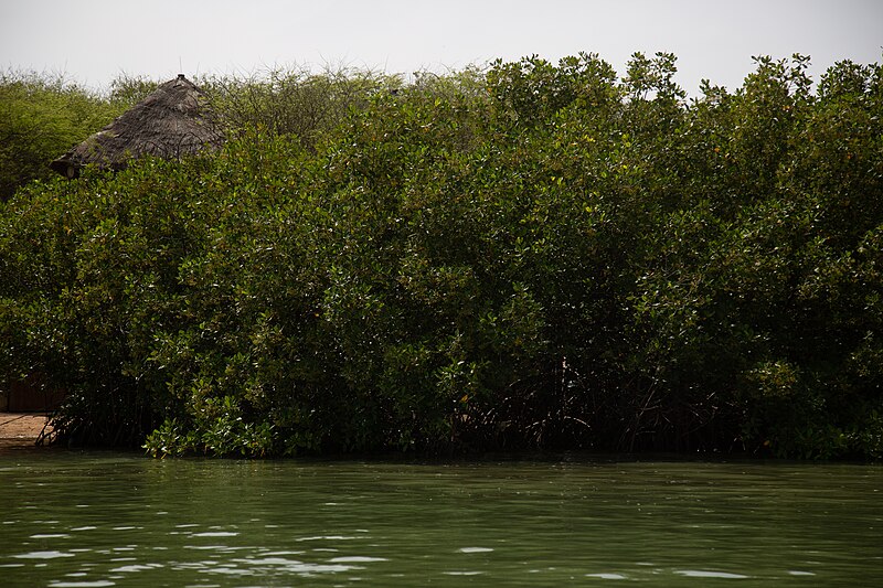 File:La mangrove de l'aire marine protégée de la Somone. 02.jpg