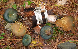 <i>Lactarius chelidonium</i> Species of fungus