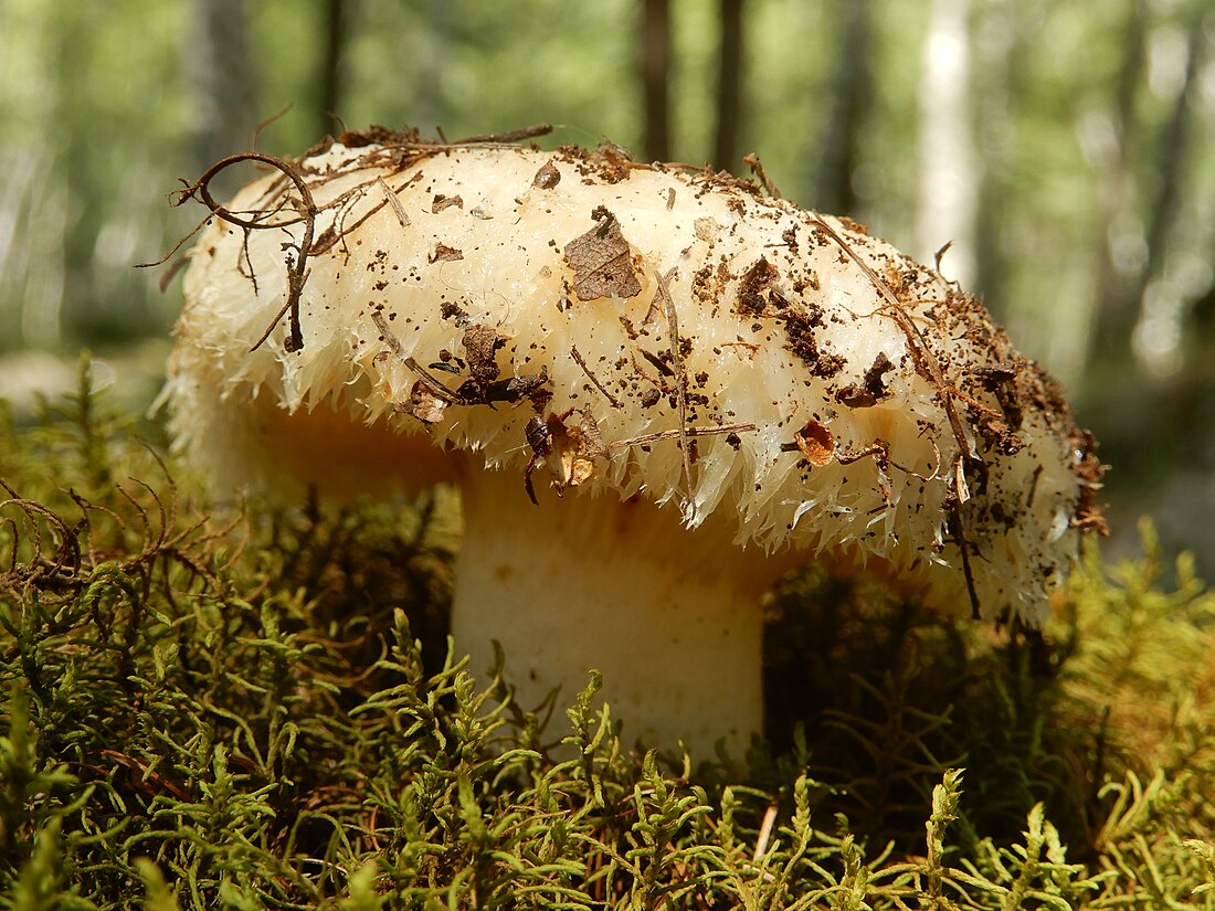 Lactarius resimus