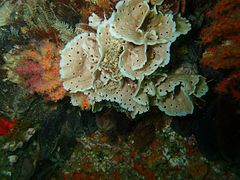 Lacy false coral (Bryozoan)