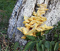 * Nomination Sulphur polypore (Laetiporus sulphureus) -- George Chernilevsky 19:02, 8 June 2011 (UTC) * Promotion Good and interesting--Lmbuga 19:41, 8 June 2011 (UTC)