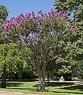 Thumbnail for Lagerstroemia indica