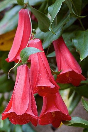 Lapageria rosea Strybing.jpg