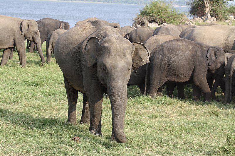 File:Large elephant herd (7568677730).jpg