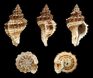 <i>Lataxiena</i> Genus of gastropods