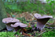 Panus conchatus'un fotoğrafı