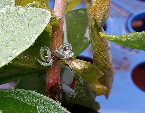Leaf Buds and Water Droplets.JPG