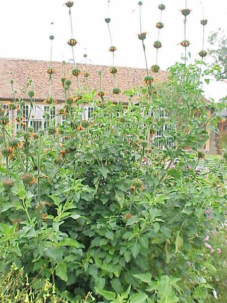 File:Leonotis leonorus1.jpg