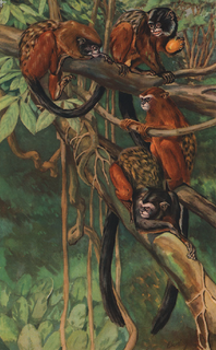 <span class="mw-page-title-main">Cruz Lima's saddle-back tamarin</span> Species of New World monkey