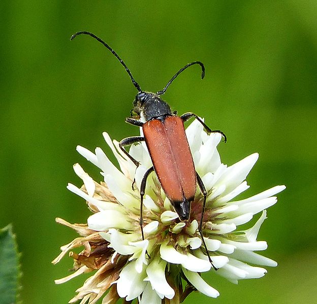 File:Leptura livida poss (16091675810).jpg