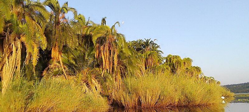 File:Les oiseaux blancs chantent sur les arbres du lac Rwihinda.jpg