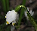 * Nomination Spring snowflake (Leucojum vernum) --Robert Flogaus-Faust 11:49, 5 August 2022 (UTC) * Promotion  Support Good quality. --Jakubhal 18:24, 5 August 2022 (UTC)