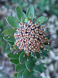 Thumbnail for Leucospermum truncatulum