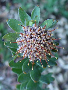 <i>Leucospermum truncatulum</i> The oval-leaf pincushion is a shrub in the family Proteaceae from the Western Cape of South Africa