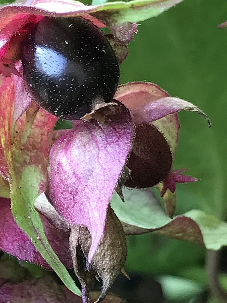 File:Leycesteria formosa berries close-up.jpg