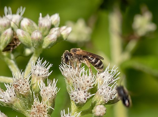 Halictus ligatus (ligated furrow bee), Brooklyn Botanic Garden