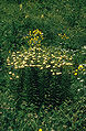 Lilium ciliatum in habitat at Zigana pass, Turkey