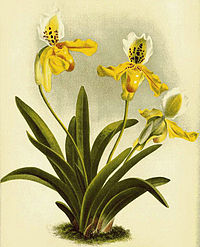 plate 746 Cypripedium exul var. aurantiacum Paphiopedilum exul