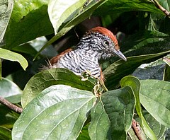 ♀ Thamnophilus tenuepunctatus