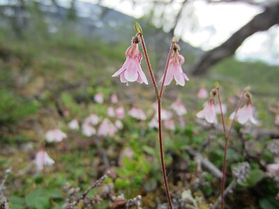 Linnaea