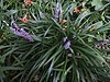 Liriope muscari, Institute for Nature Study, Tokyo 02.jpg