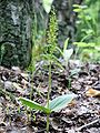 Neottia ovata Germany - Saarland