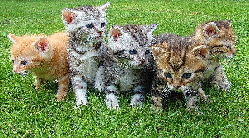 File:Litter of kittens.jpg
