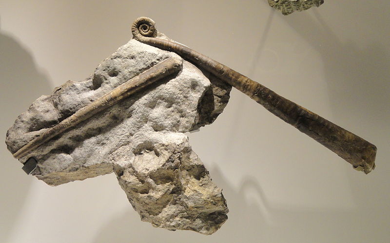 File:Lituites perfectus and Orthoceras regulare, Middle Ordovician, Oland Island, Sweden - Houston Museum of Natural Science - DSC01659.JPG