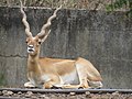 Hirschziegenantilope (Antilope cervicapra)