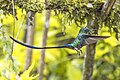 * Nomination Long-tailed sylph (Aglaiocercus kingii kingii) male --Charlesjsharp 08:09, 20 September 2023 (UTC) * Promotion Good quality and wow, what a long tail! -- Ikan Kekek 09:01, 25 September 2023 (UTC)