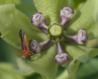 <i>Lopidea</i> Genus of true bugs