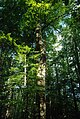 Baum mit besonderer Form im Lustholz von Israelsdorf. Könnte die "Henkelbuche" sein wofür noch weiter recherchiert werden muss.